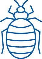 Bed Bugs