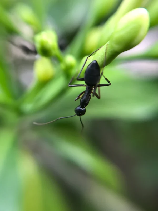 WE HAVE SOLUTIONS FOR ANY PEST