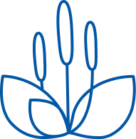 Broadleaf Plantain