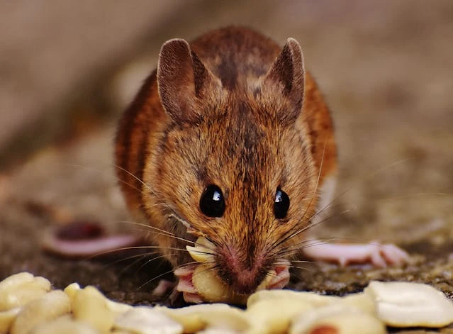 Rodents