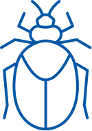 Carpet Beetles