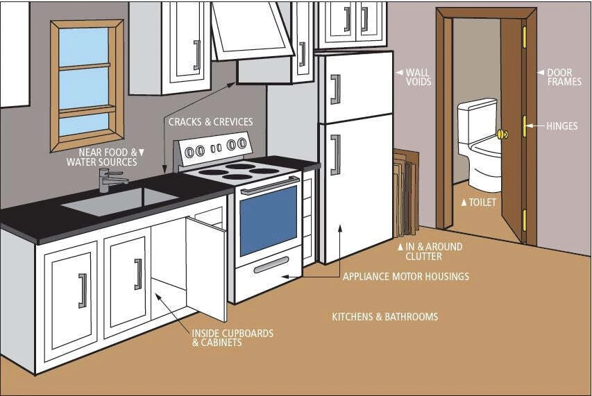 guide indicating cockroach hiding spots