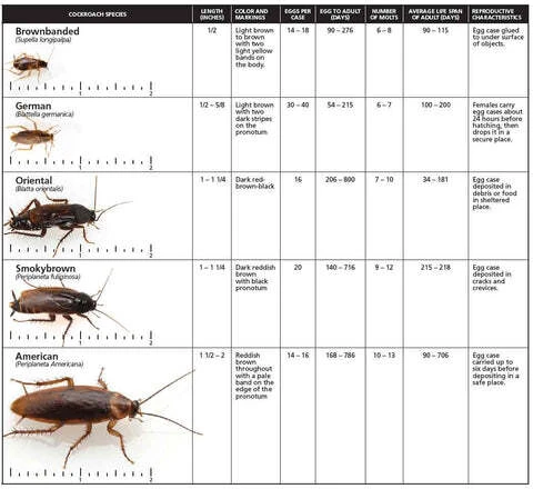 cockroach identification guide