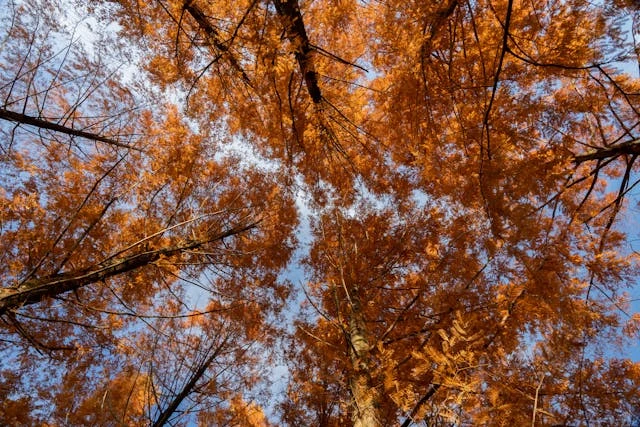 Fall