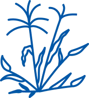 Crabgrass