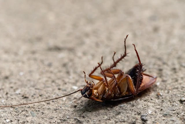 Roaches