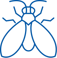 Drain Flies