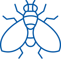 Fruit Flies