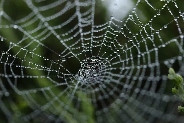 Spider guide