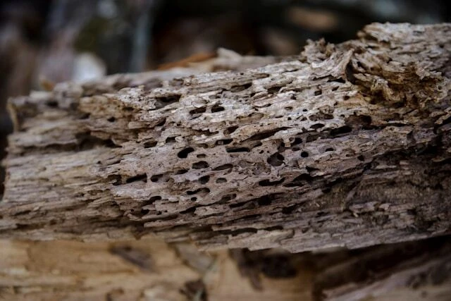 insect-eaten wood