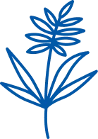 Nutsedge