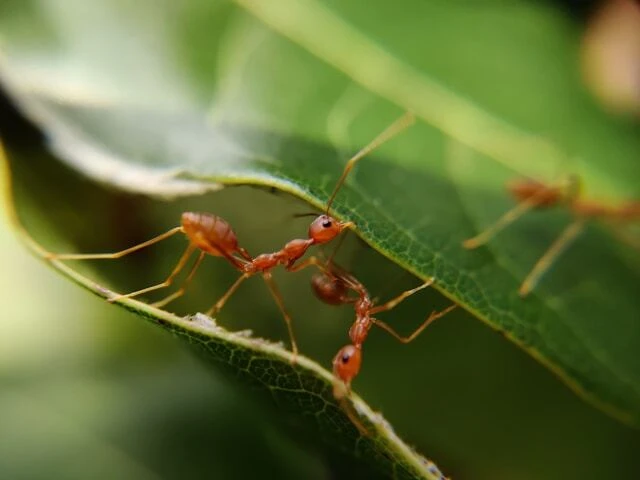 red ants on a leaf