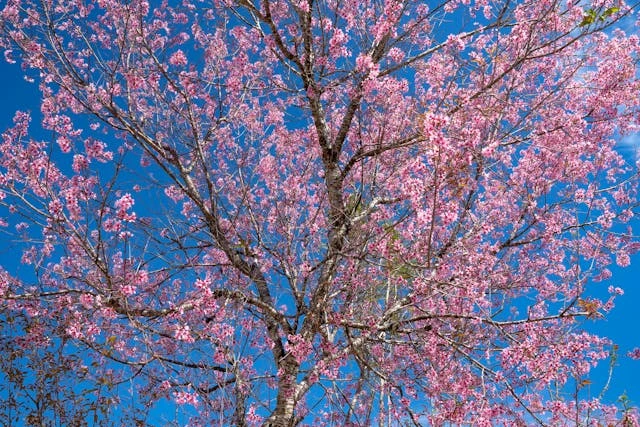 Spring