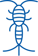 Silverfish