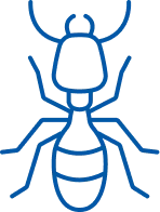 Termites