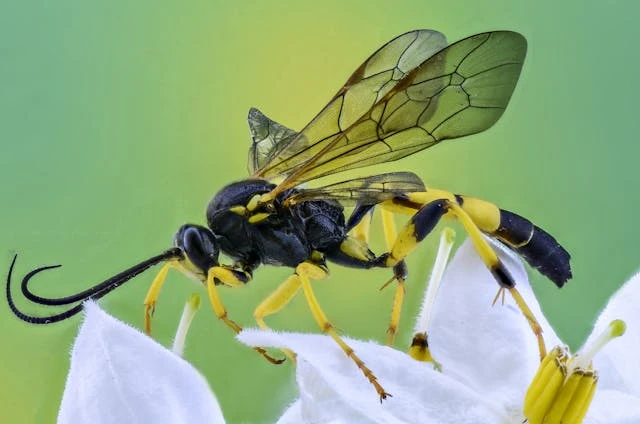 Wasps & Hornets
