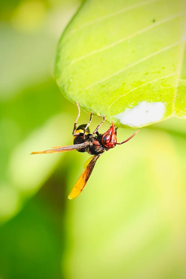 LEARN HOW TO KILL PESTS WITH OUR GUIDES