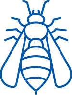 Wasps / Hornest / Yellow Jackets