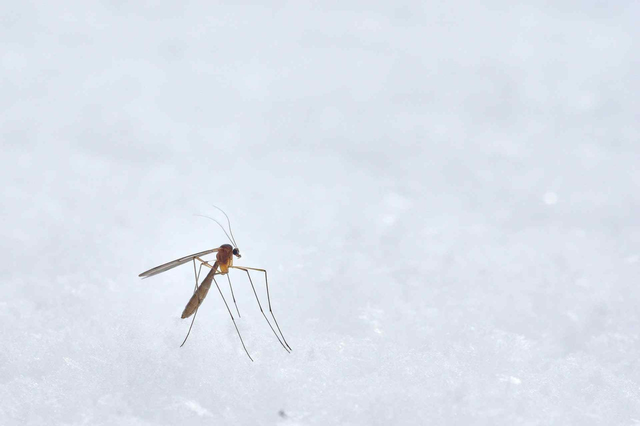 How to Get Rid of Mosquitoes: Your Ultimate Guide