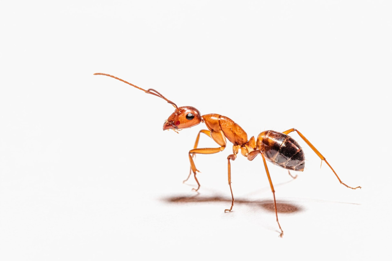How to Get Rid of Ants: Your Ultimate Guide