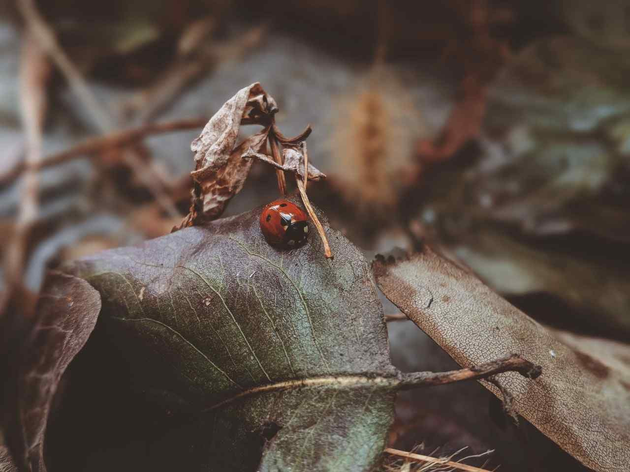 Your Ultimate Guide on How to Get Rid of Common Fall Bugs