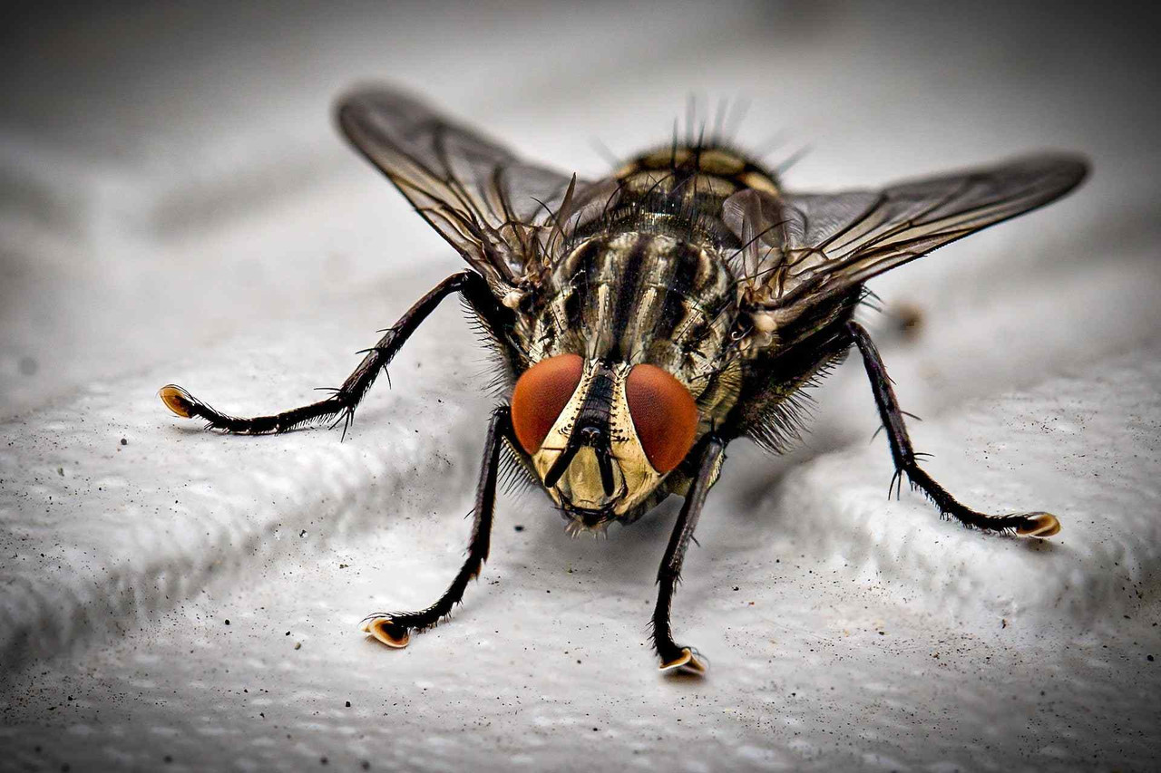 How Do Insecticides Work? Your Ultimate Guide