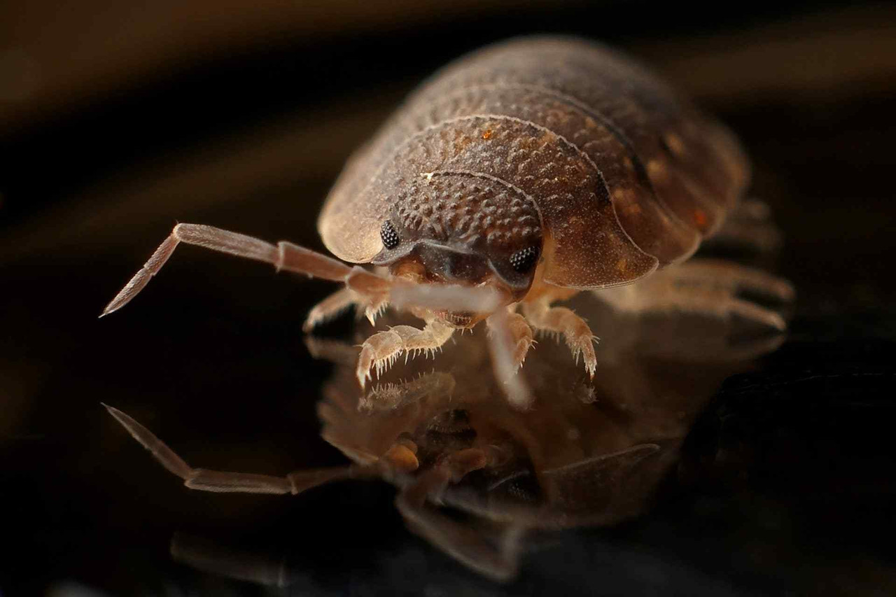 Your Ultimate Guide on How to Get Rid of Bed Bugs Fast