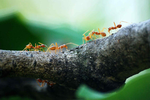 Your Ultimate Guide on How to Get Rid of Common Spring Bugs & Pests