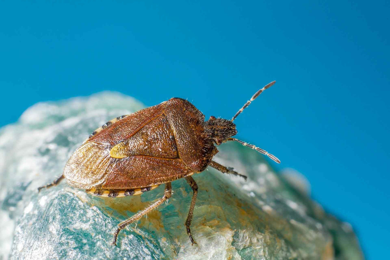 Our Ultimate Guide on How to Repel Stink Bugs From Your Home