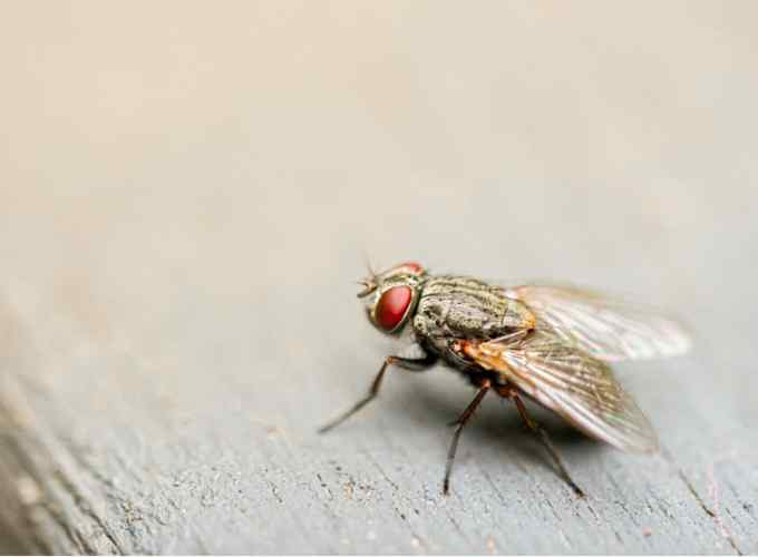 The Ultimate Guide on How to Get Rid of Flies Indoors