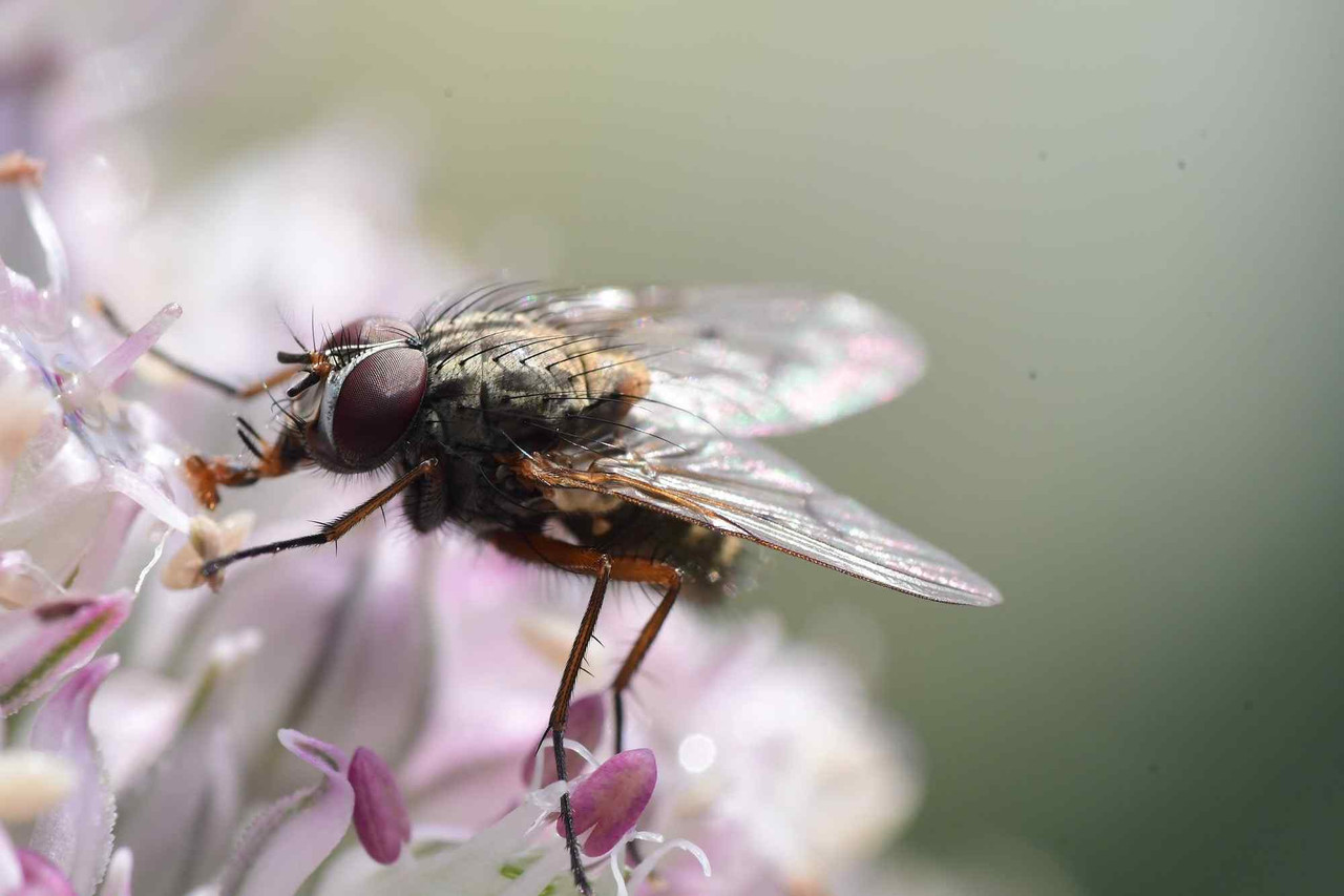 Your Ultimate Guide on How to Get Rid of Common Summer Bugs & Pests