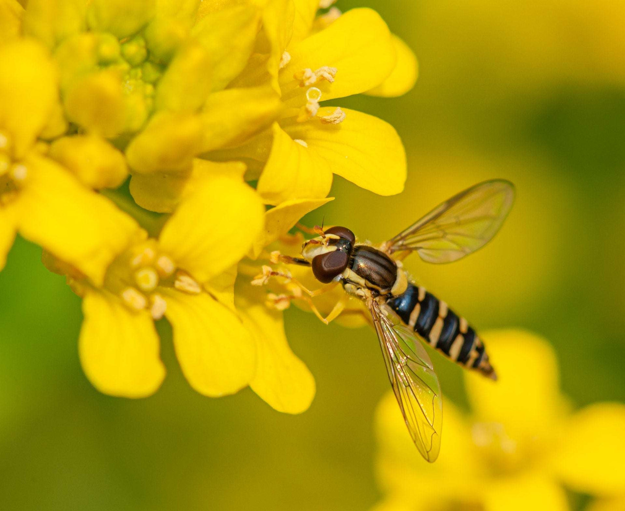 How to Get Rid of Yellow Jackets, Hornets, & Wasps Effectively