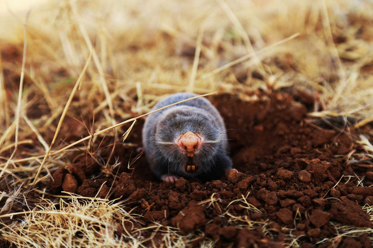 How to Get Rid of Moles in Your Yard: Our Ultimate Guide