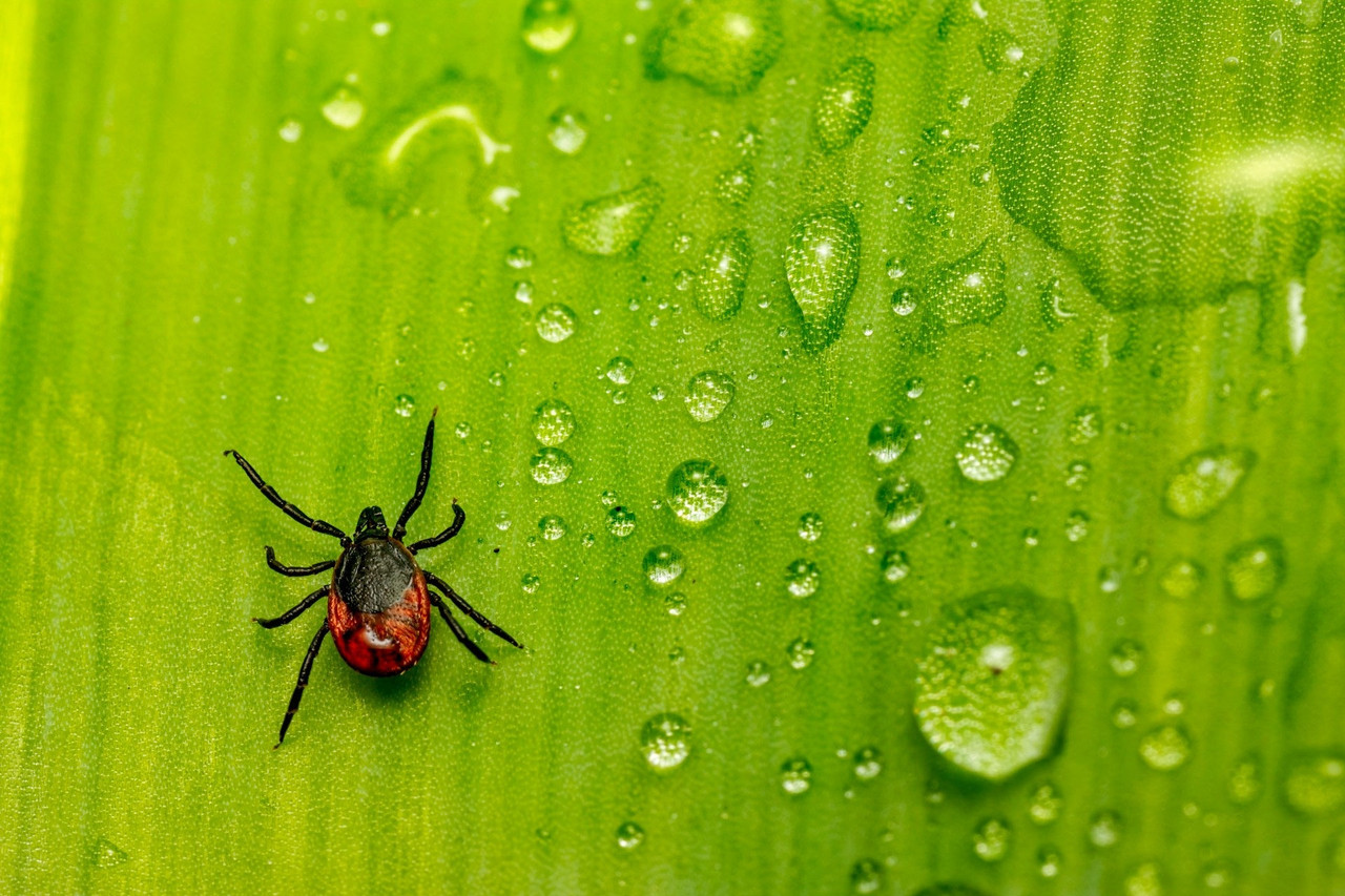 How to Get Rid Of Ticks: Your Ultimate Guide