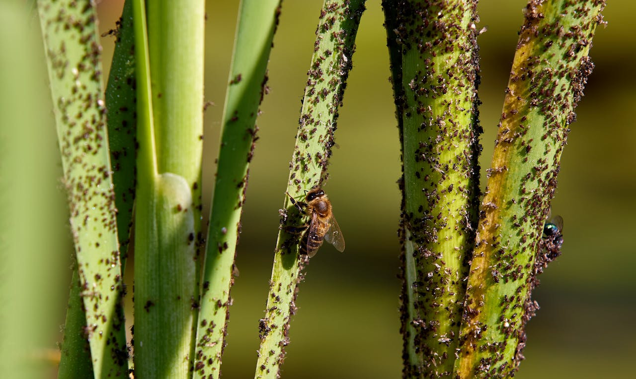 How to Get Rid Of Aphids: 5 Effective Solutions