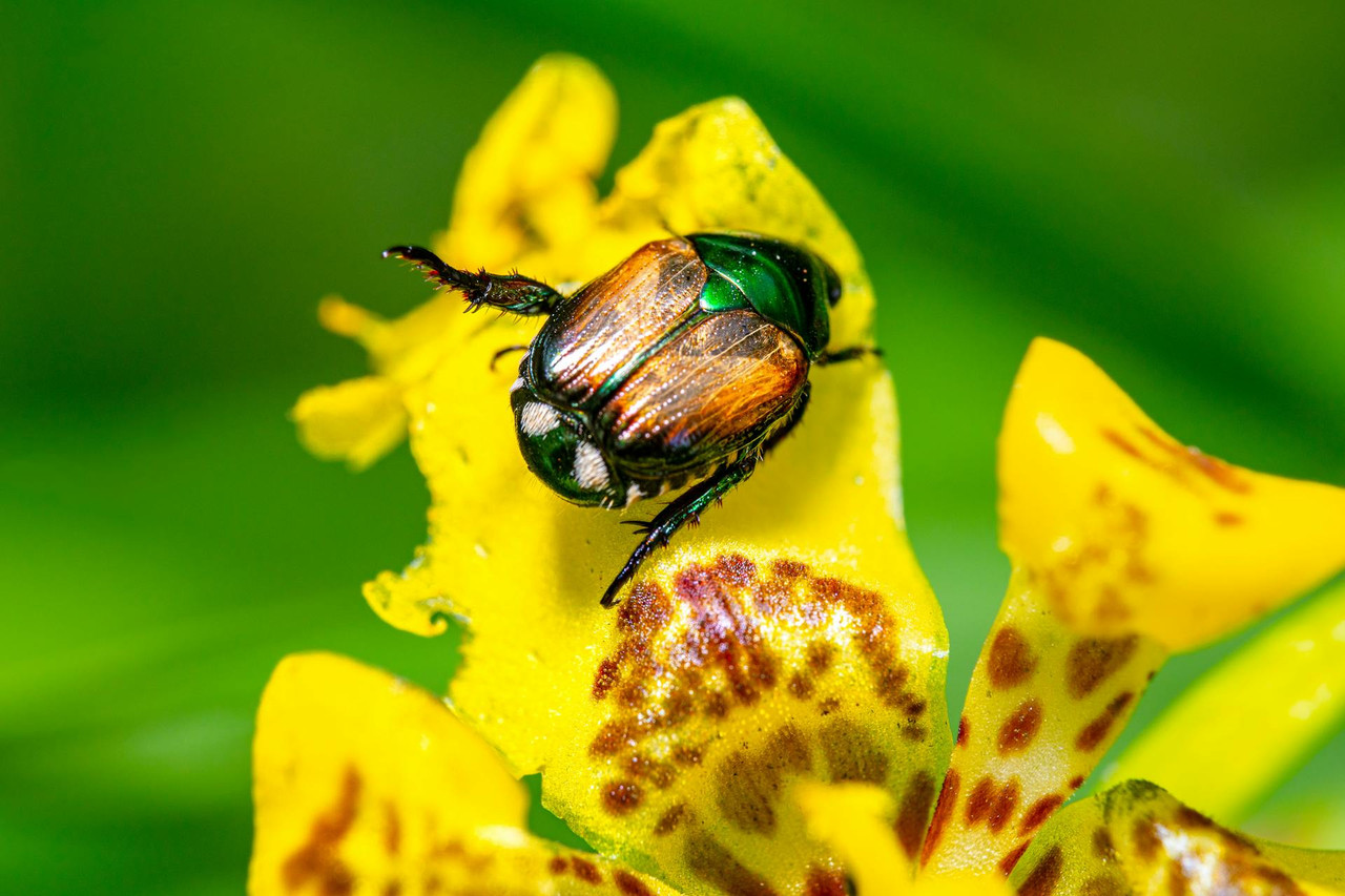 How to Get Rid of Japanese Beetles: Your Ultimate Guide