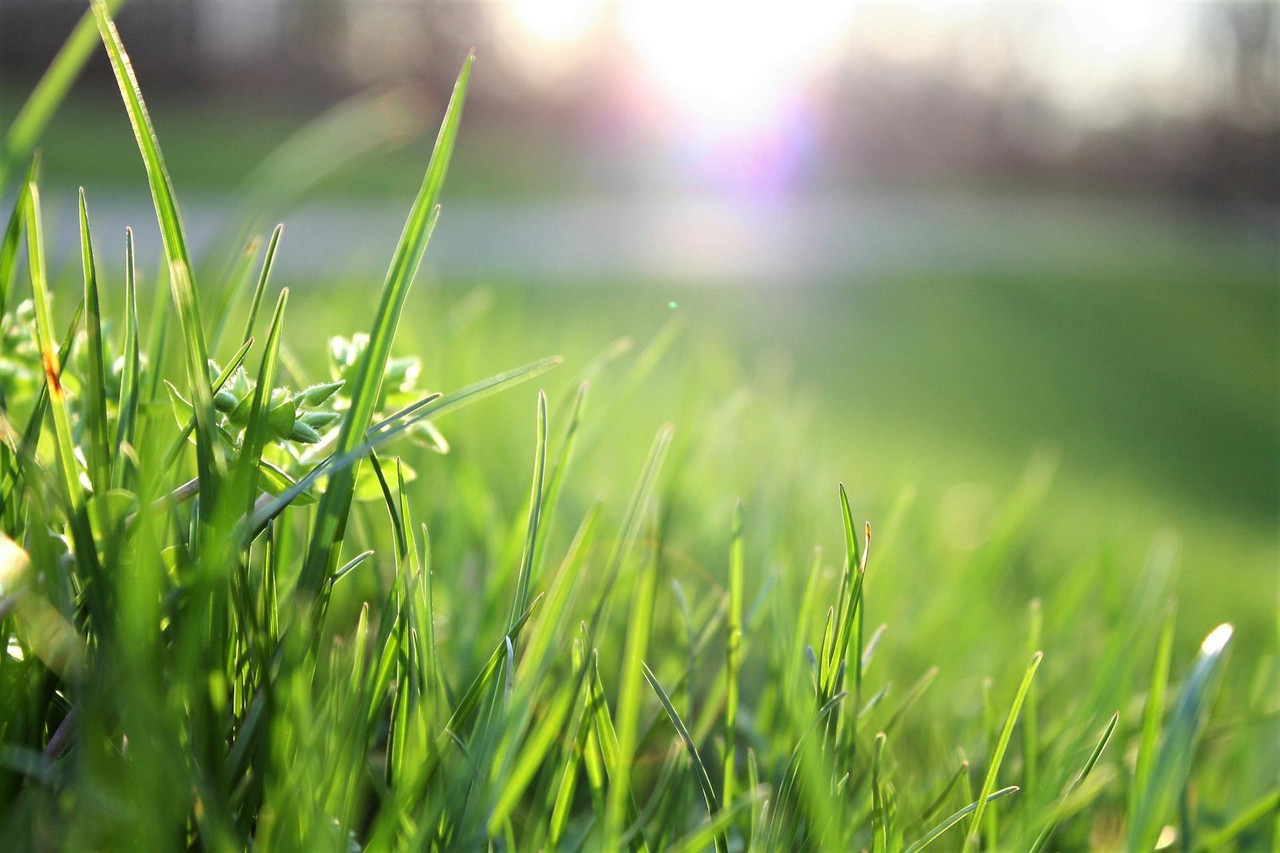 How to Get Rid of Weed Grass: Your Ultimate Guide