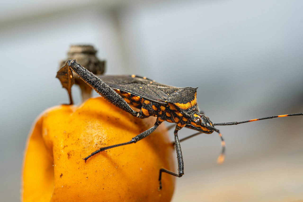 How to Get Rid of Kissing Bugs: Your Guide