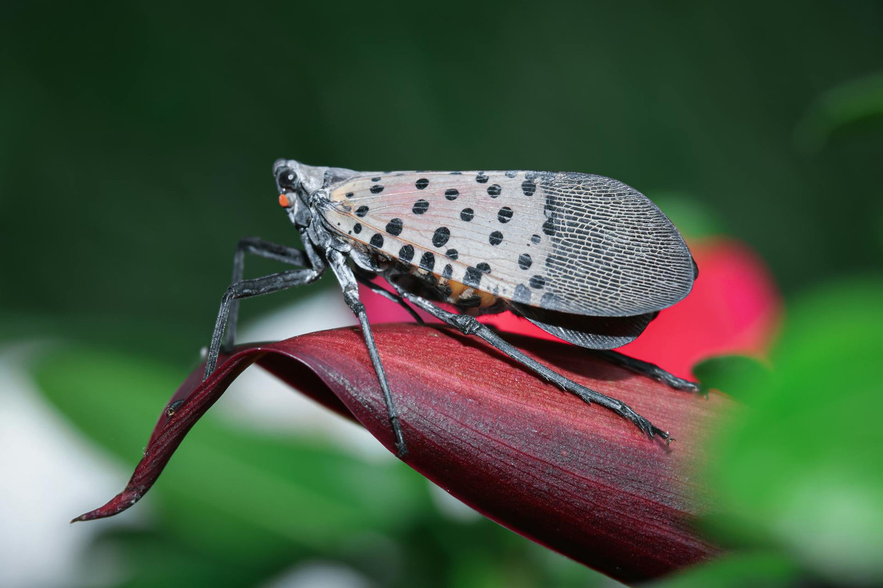 How to Get Rid of Spotted Lanternflies: Your Guide