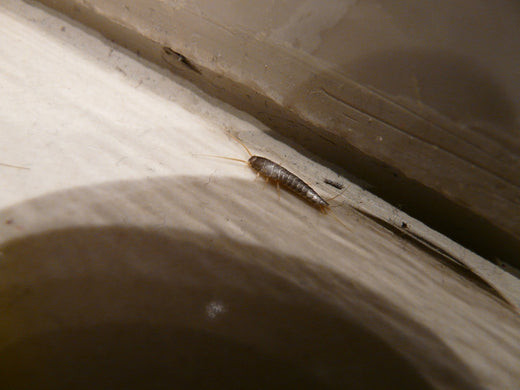 How to Get Rid of Silverfish: Your Guide