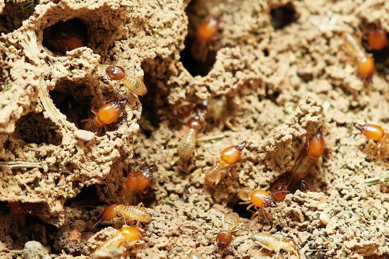 How to Get Rid of Termites: 4 Effective Solutions