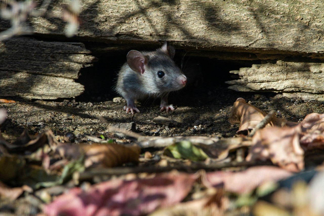 How to Deter Mice: 5 Proven Methods From Experts
