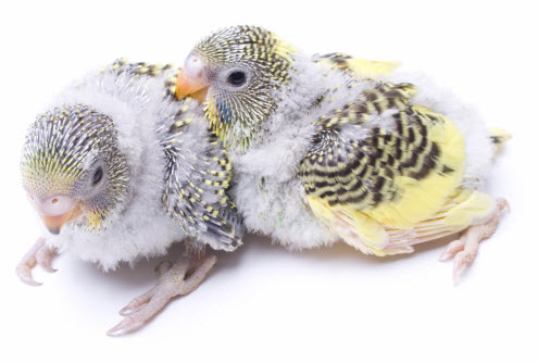 baby-budgies.jpg