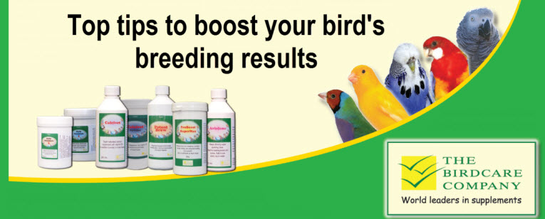 breeding-birds-top-tips-web.jpg