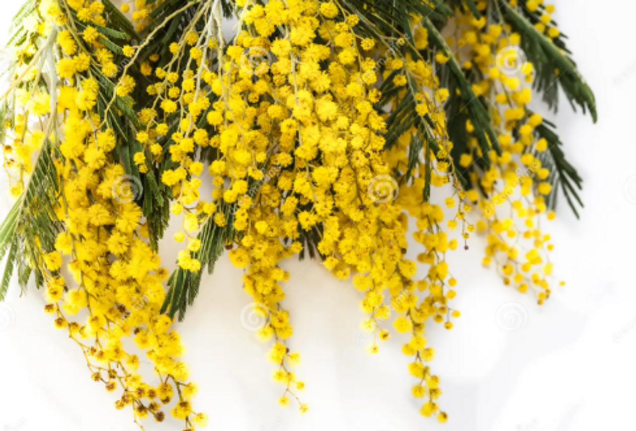 MIMOZA