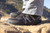 Xcursion Fusion Men Bison