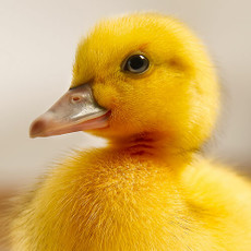 Canvas & Textile Media