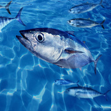 Window & Backlit Film