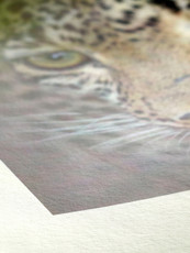 Hahnemühle Bamboo fine art inkjet paper 290gsm 17" x 12 m, the world’s first Fine Art paper made from 90% bamboo fibres.