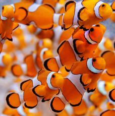 Poster & Photo Paper